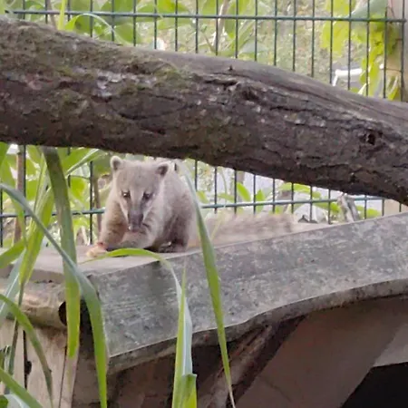 Nikis An Den Doerenther Klippen Ibbenbüren