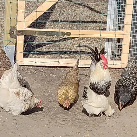 Nikis An Den Doerenther Klippen * Ibbenbüren