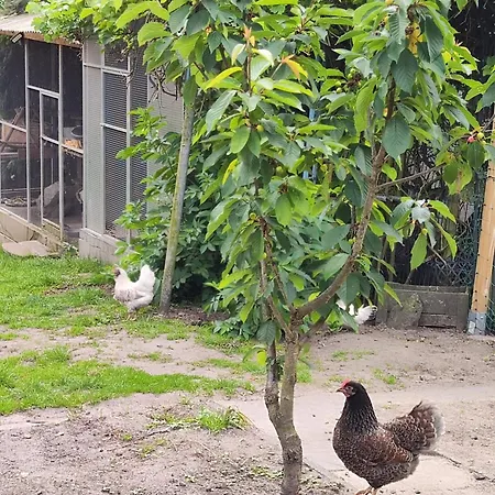 Apartman Nikis An Den Doerenther Klippen