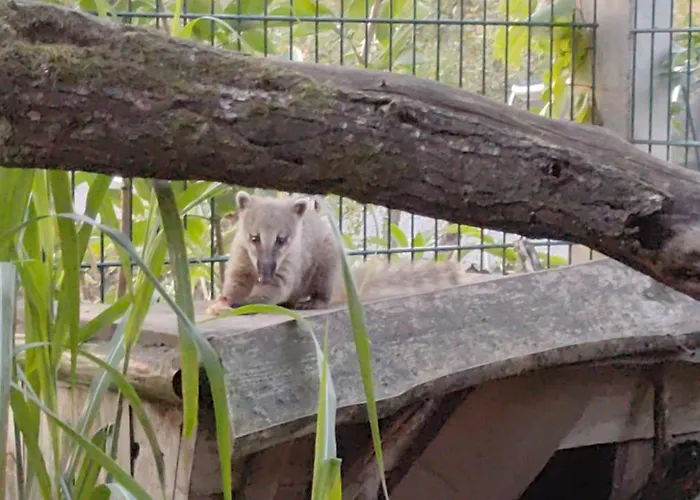 Nikis An Den Doerenther Klippen Ibbenbüren