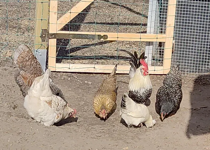 Nikis An Den Doerenther Klippen * Ibbenbüren